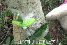 两面带刺的叶子，可你用的牙膏就是用它做的，朋友们猜出来了吗？视频封面