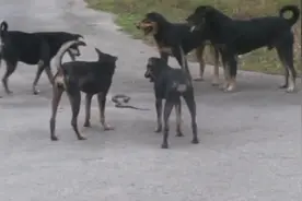 眼镜蛇王被5只恶犬打惨了，豪无还手之力！镜头拍下全过程