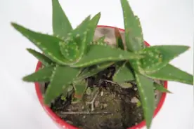 芦荟老是干尖黄叶怎么回事，注意这几点，叶片油绿肥厚视频封面