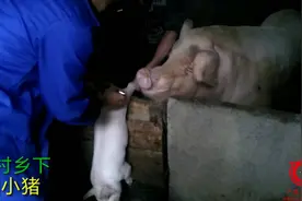 农村乡下阉小猪仔，城市人是不会明白的，进来看看，不要被吓到咯视频封面