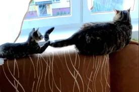 小猫玩大猫尾巴，大猫发怒，转身咬起脖子一顿教训