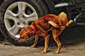 为什么狗爱尿袭轮胎？这几招帮你的轮胎远离尿骚味视频封面