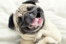 小狗狗你是在打冰球吗 笑死我了