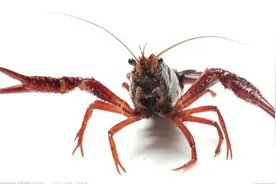 食用的小龙虾重金属超标？