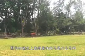 揭秘史上最快的马，每秒20米速度，堪称世界上最贵的马种！视频封面