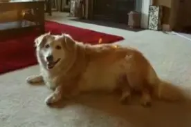 柯基与金毛杂交的混血狗狗