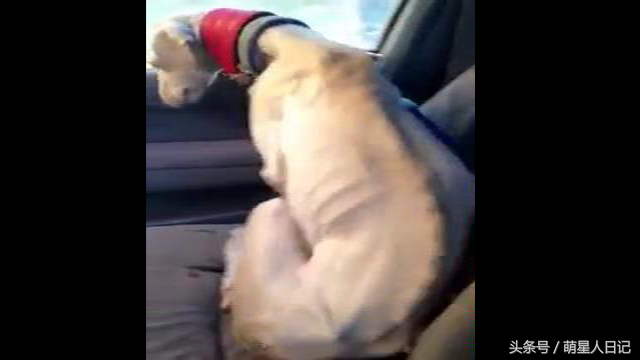 受伤狗狗将救援人员引到废弃汽车旁,接下来一幕让大家兴奋不已