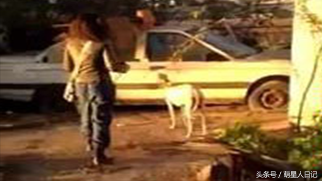 受伤狗狗将救援人员引到废弃汽车旁,接下来一幕让大家兴奋不已