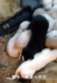 受伤狗狗将救援人员引到废弃汽车旁,接下来一幕让大家兴奋不已