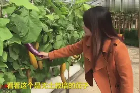 有机生态无土栽培茄子竟长得这么好，新农业技术越来越给力啦视频封面
