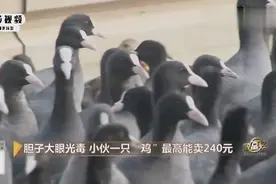 90后的湖南小伙，在海南意外发现商机，投资300000元养殖白骨顶鸡视频封面