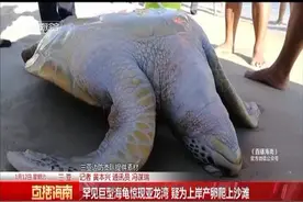 重达280余斤的百岁巨型海龟惊现亚龙湾！众人合力助海龟回家视频封面
