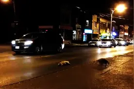 小浣熊发现妈妈倒在马路上一动不动后，接下来的举动真的让人心碎图片