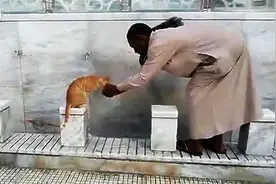 街头无意间拍到的一幕，一个人用手接水喂一只口渴的猫咪，太有爱图片