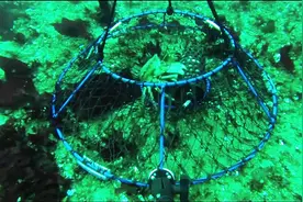 水下实拍捕蟹笼捕蟹过程，可算弄明白这个笼子的原理了图片