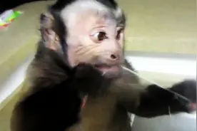 猴子现场演示如何使用牙线清洁牙齿，乖极了！图片