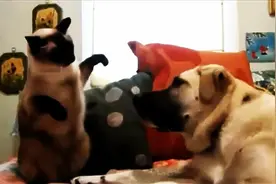 猫狗之间发生的逗比事，感觉狗狗都快被猫咪玩坏了，太搞笑了！图片