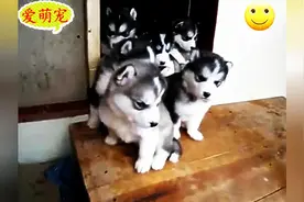 哈士奇集体出动狗宝宝特工队，超级萌，超级可爱！图片