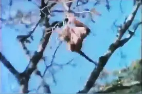 狒狒以为躲在高高的树梢就安全了，看花豹猎杀的全过程，太震撼了图片