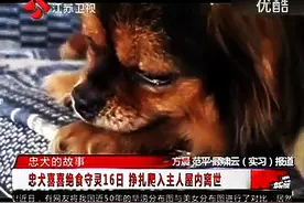 又发现一只愿陪伴主人一起去天堂的狗狗，你值得我们尊敬！图片