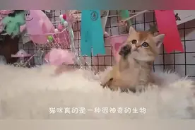 猫咪越长越大，主人给它剪完毛后笑喷了，网友：实心猕猴桃？
