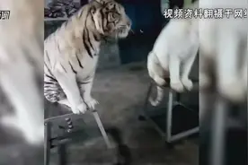 饲养员直播“虐虎” 园方独家回应从小养大感情深图片