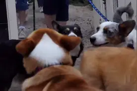 柯基犬场嬉戏，看着就莫名想笑