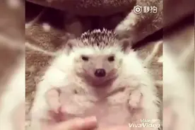 谁说刺猬不能乱摸的，你看这只刺猬被摸得多舒服！