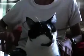 二货主人把猫咪当乐器~图片