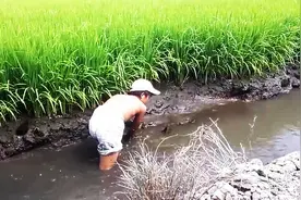 这少年在田间的水沟抓鱼，一会抓了不少，好开心图片