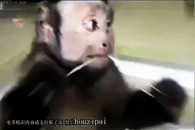 呆萌小猴用牙线剔牙 左右纯熟拉扯要逆天图片