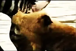 被狮子咬住不死也剩半条命，但是斑马为了生存下去，它拼了！图片