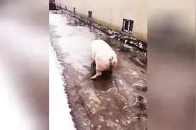 超可爱猪猪跳冰雪芭蕾图片