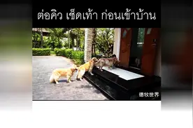 （军事化训练）狗狗们排队擦脚进房间图片