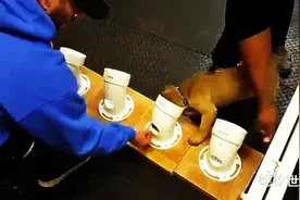 小狗训练搜索 简单励奖方便图片
