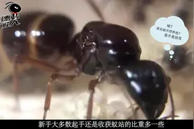 宠物蚂蚁大头弓背蚁 怎样将没后工蚁合进其他蚁后巢内视频封面