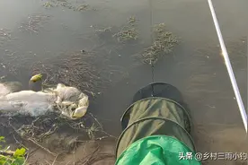 钓鱼碰到蛇，是福还是祸……视频封面