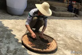 滇西春季山货多，看小伙如何制作杜仲花茶？视频封面