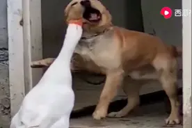 狗狗咬大鹅