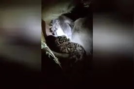 实拍刚出世小羊喝奶，画面很可爱，忍不住想去摸！图片
