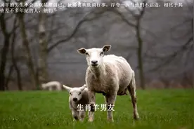 温润如玉的生肖属羊男人，能让你时刻如沐春风！视频封面