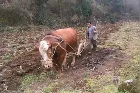 牛耕：一种传统的耕地方式，也是山区农村的主要耕地方式
