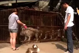 狗见老虎的第一反应，最后一只直接走不动了视频封面