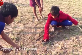 实拍：柬埔寨小孩徒手玩毒蛇，胆子大，不怕死啊！视频封面