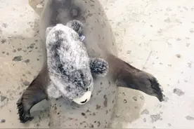 日本动物园海豹爱上迷你海豹玩偶 形影不离(组图)图片