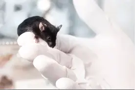 清除受损细胞可让小白鼠延长35%的寿命图片