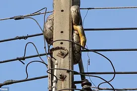 3米长蟒蛇爬电线杆 与人类拔河两小时图片