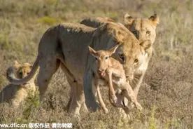 非洲母狮训练幼崽猎食小羚羊沦为猎物图片