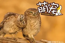 猫头鹰开启虐狗模式：撒娇打滚求抱抱图片