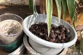 自制磷钾肥很简单，收集一些残茶叶鱼鳞西红柿蛋壳就够了图片